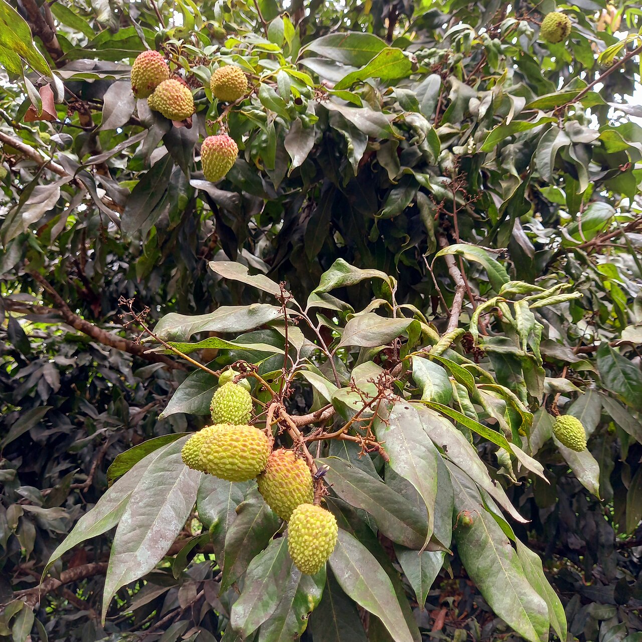Litchi Gardens